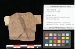 Foto (Objekt + Etikett) von Castanea atavia Unger (NHMW-GEO-2024-0188-0978)